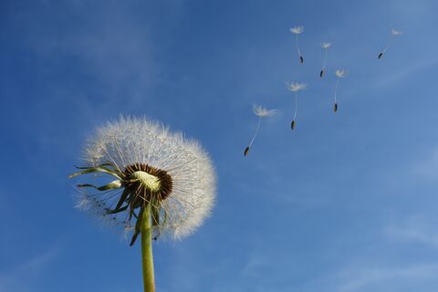 Eine Pusteblume vor blauem Himmel von der Samen wegfliegen.